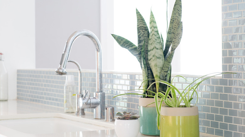 Plants That Thrive in the Kitchen