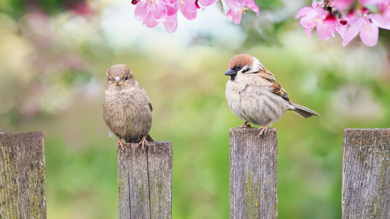 Two birds sitting on wooden fence