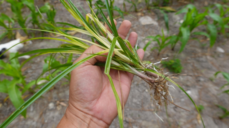A hand is shown holding freshly pulled young nutsedge with short rhizomes