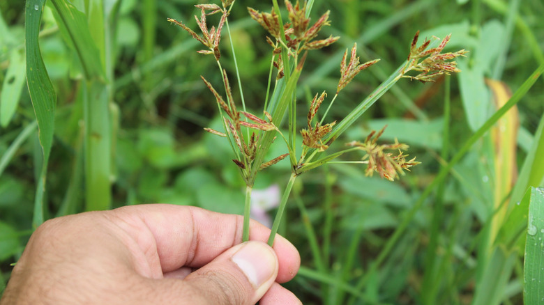 A person's hand is shown holding a sprig of purple nutsedge