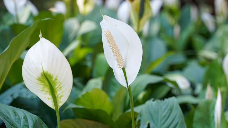 peace lily flowers