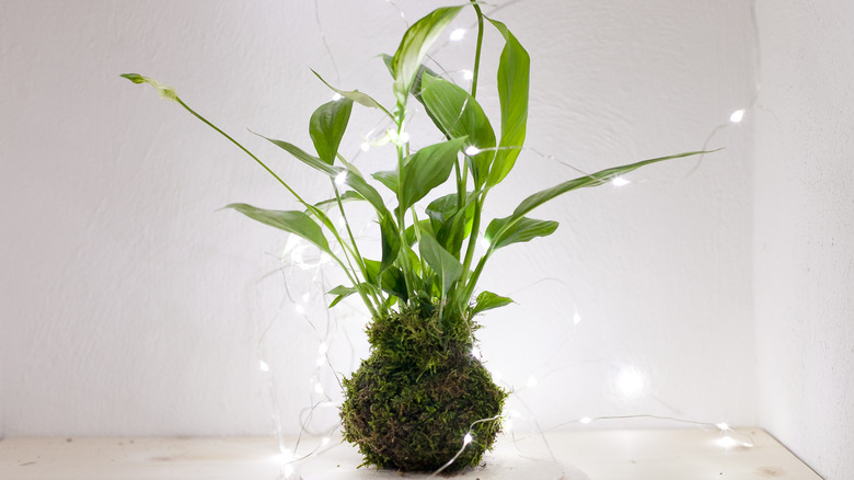 a peace lily in a kokedama moss ball