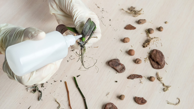 Treating plant roots with hydrogen peroxide