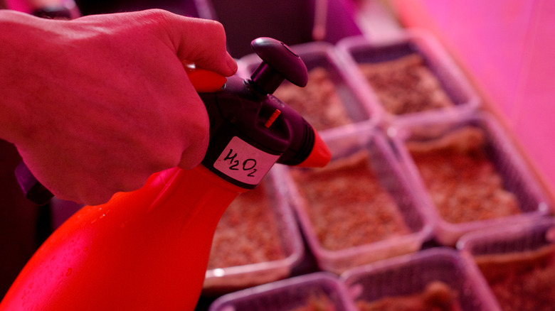 hand holding sprayer labeled H202 over plant seed beds