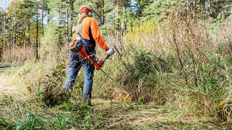 Person clearing heavy brush with a string trimmer