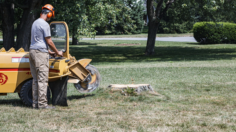A man using a grinder for tree stump