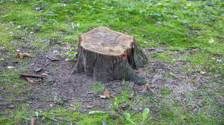 A large tree stump sticking out of ground