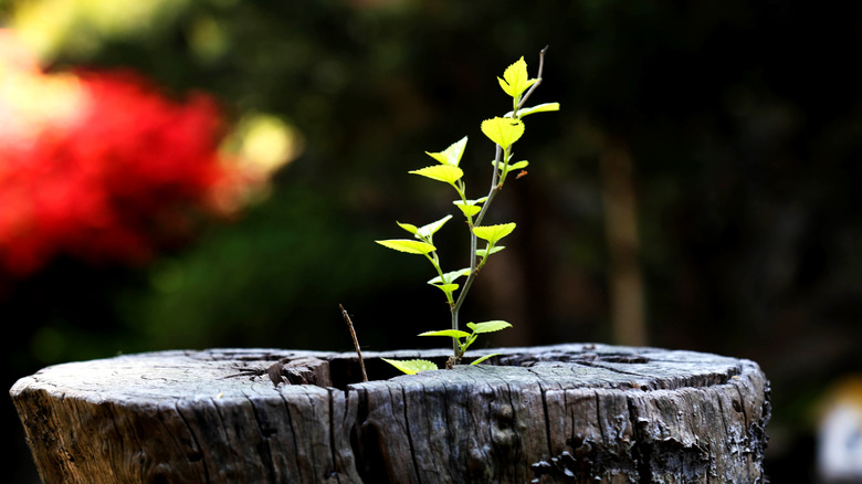 A tree stump with new growth