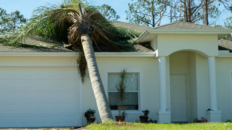A large palm tree lays on a residential home roof after a storm