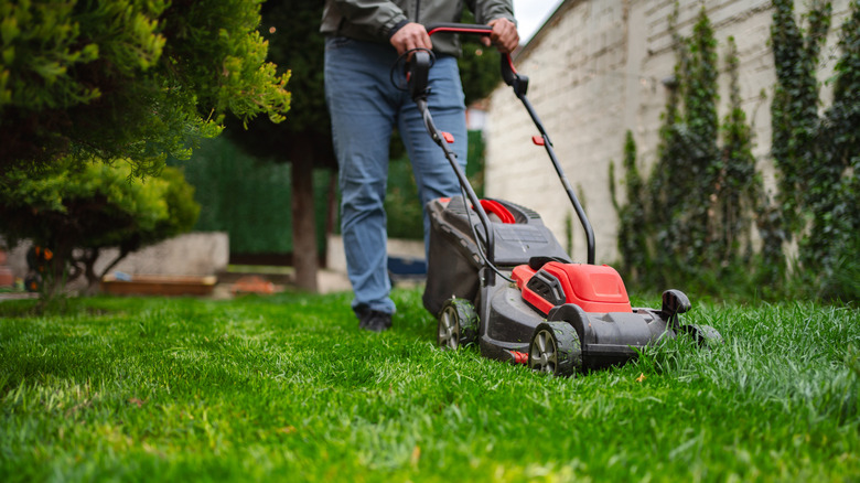 Person mowing healthy, green lawn with shrubbery surrounding