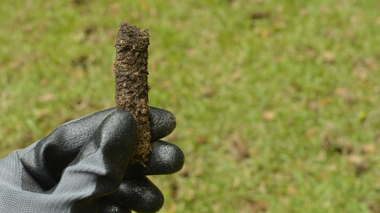 Gloved hand holding a soil plug from core aeration