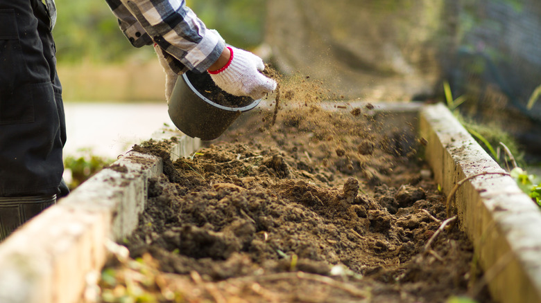 Gloved hands spreading compost over a raised garden bed