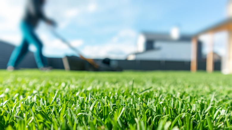Close-up of green blades of grass with person mowing in the background