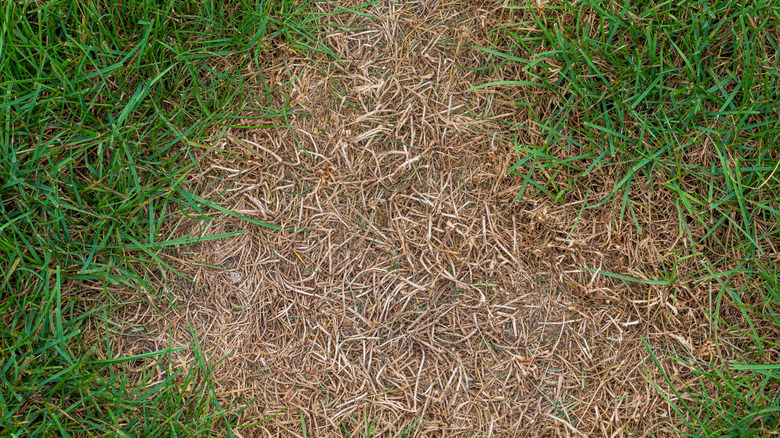 Dead lawn grass