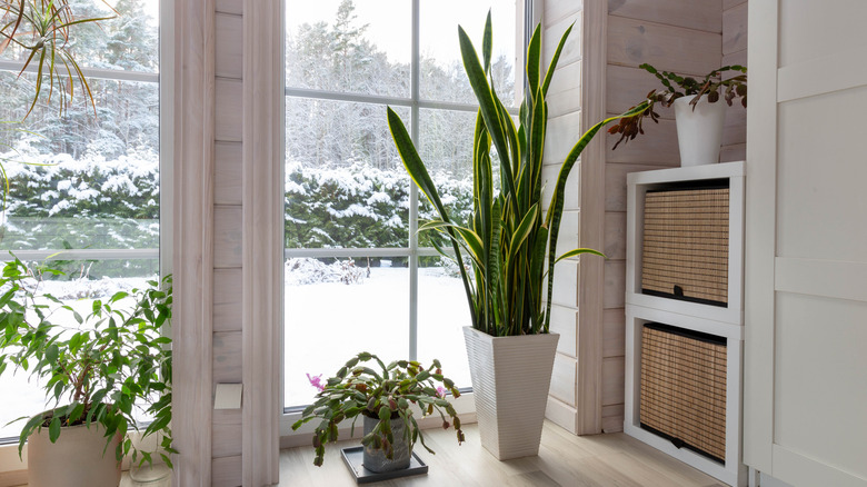 Snake plant sitting beside a winter window