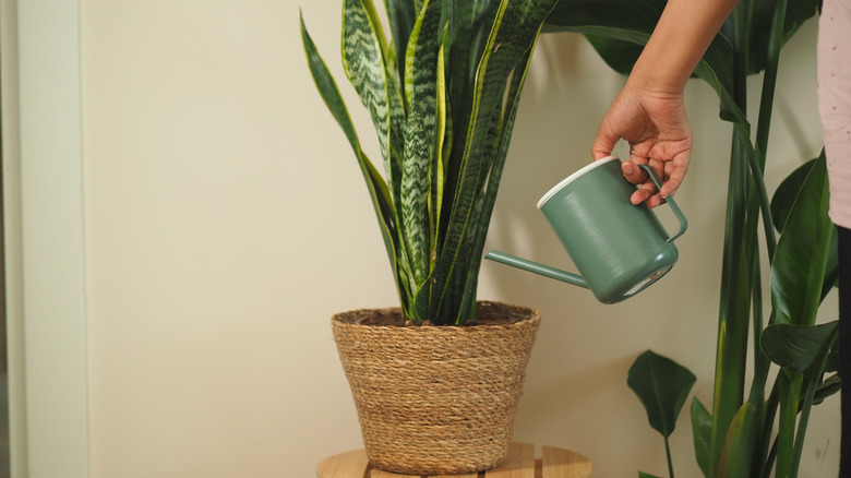 A hand watering a snake plant with a small cannister
