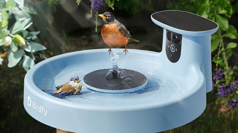 Birdfy Smart Birdfeeder with robin perched on edge
