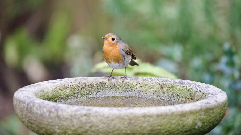Small robin perched on the edge of a concrete birdbath