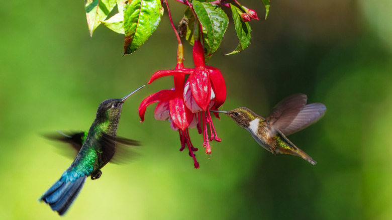 two hummingbirds drinking from a red flower