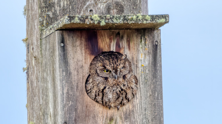 Screech owl in owl box