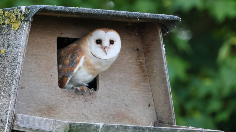 Barn owl with a white face in owl box