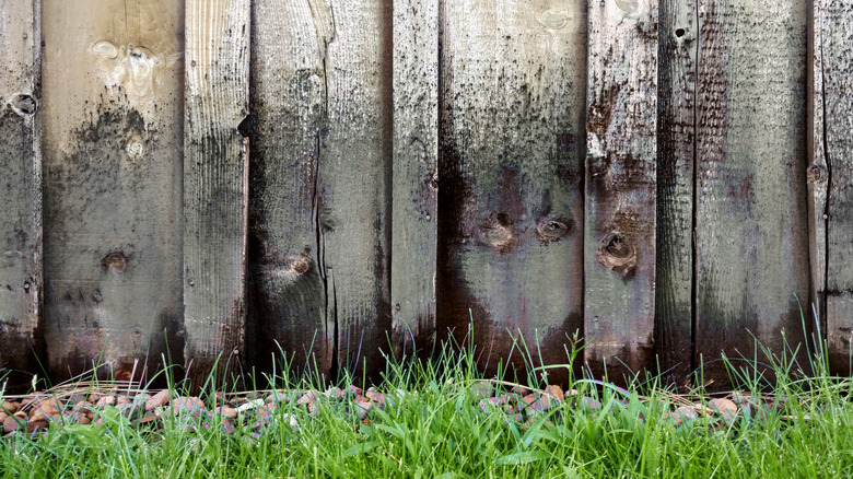Damaged wood fence with mildew spots