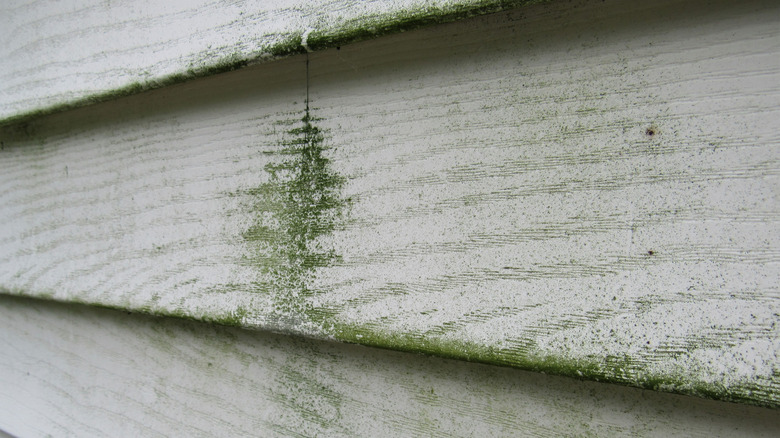 Spraying water on algae-covered exterior siding