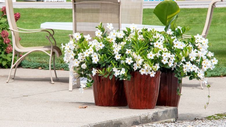 Concrete patio with plants and chairs