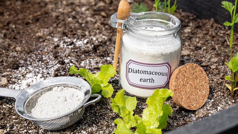 Jar of diatomaceous earth in garden next to a sifter