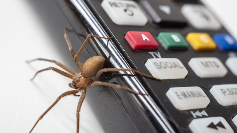 Brown recluse spider crawling on remote control