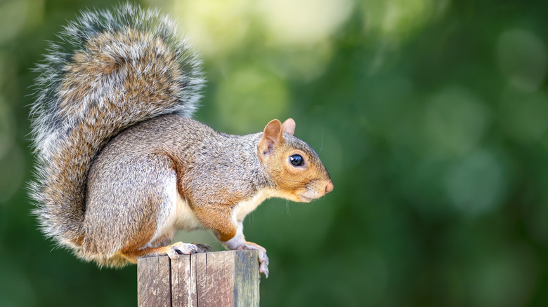 A gray squirrel perched on a fencepost