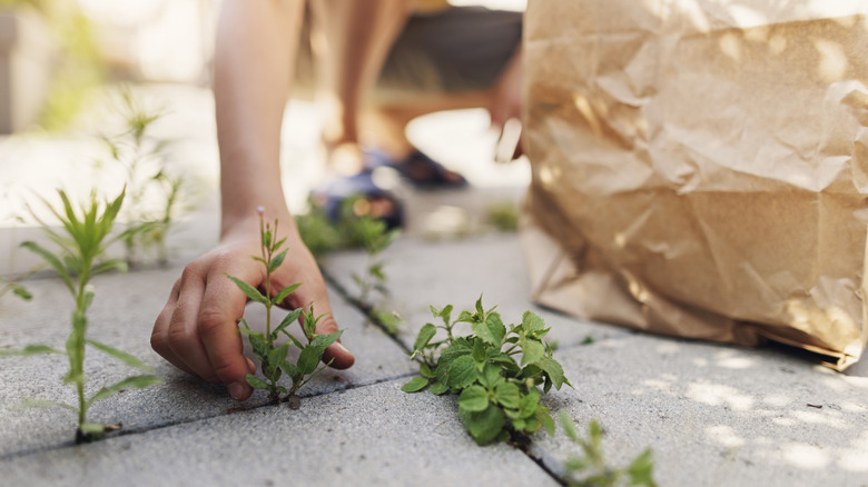 Person manually removing weeds from between block paving