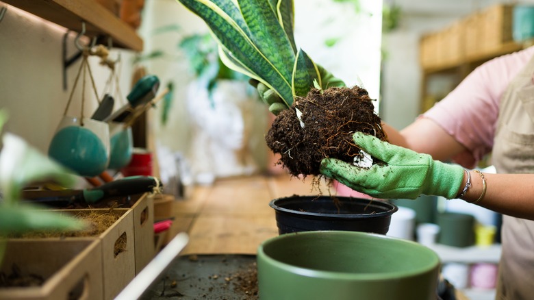a person repots their snake plant
