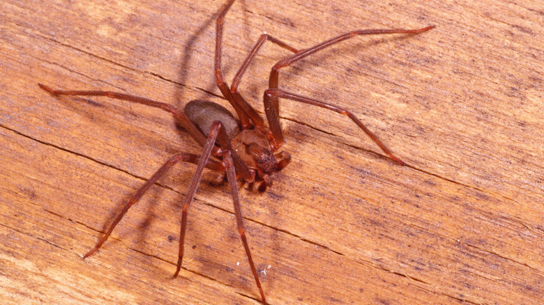 A brown recluse spider on a wooden floor.
