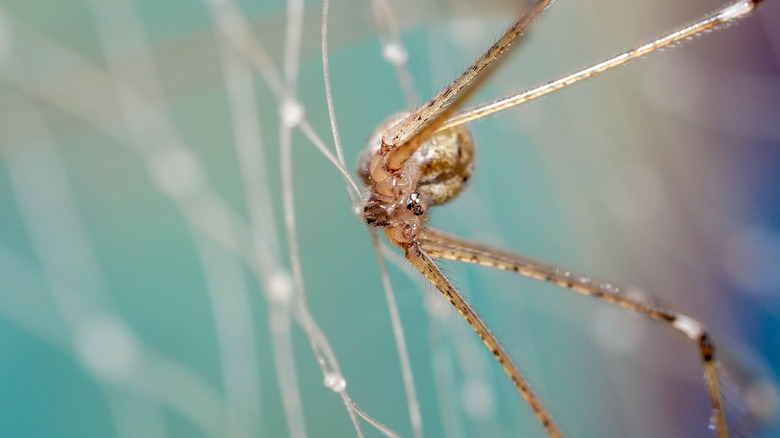 Closeup of brown recluse spider on its web