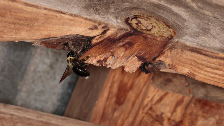 Carpenter bee causing damage on wood structure