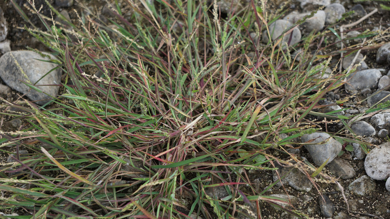 Crabgrass growing among stones