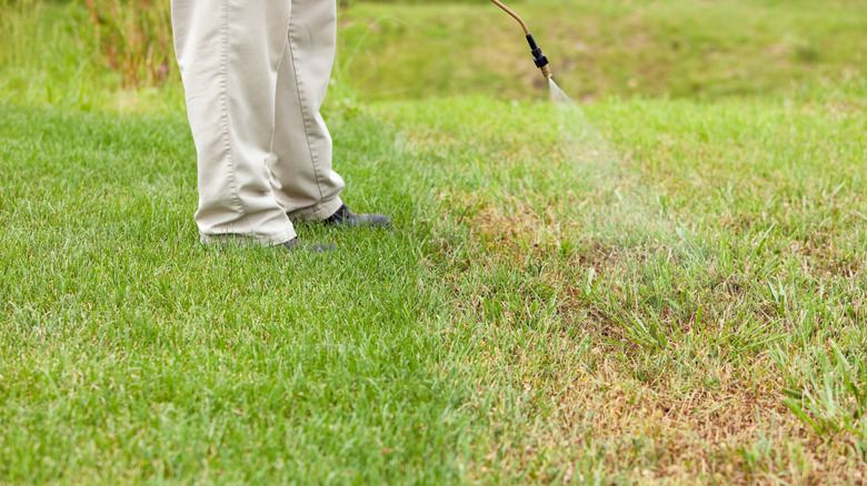 Person spraying lawn with herbicide sprayer