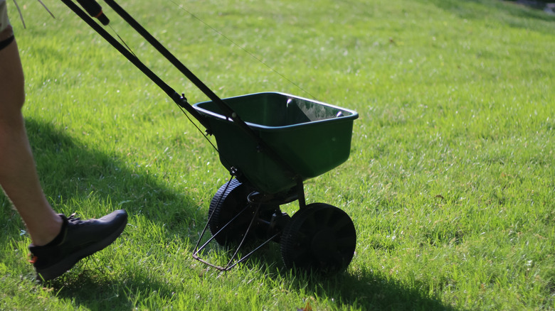 Person pushing broadcast spreader on lawn