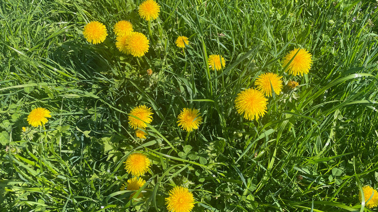Dandelions blooming throughout a yard