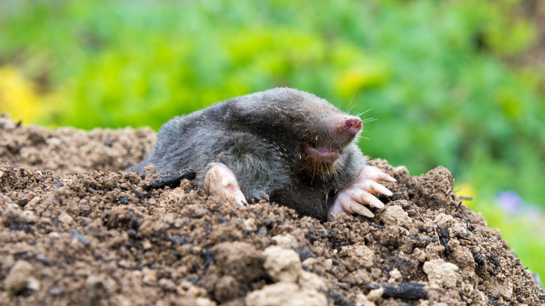 Small mole coming up out of a hole