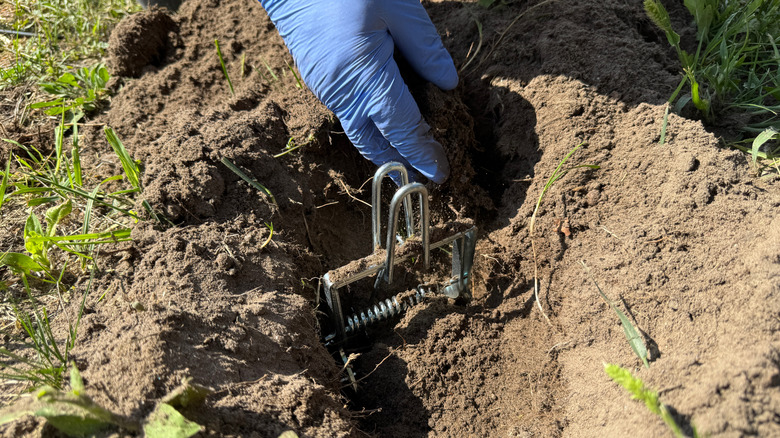 Installing a mechanical mole trap