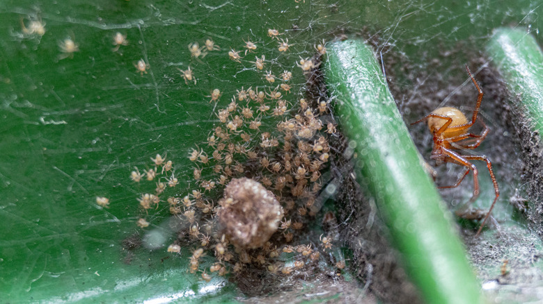 a mother spider and her brood in a corner of a house