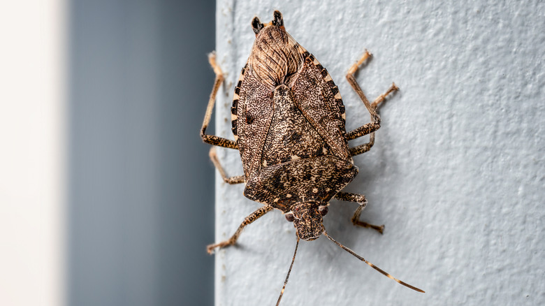 A stink bug on white wall
