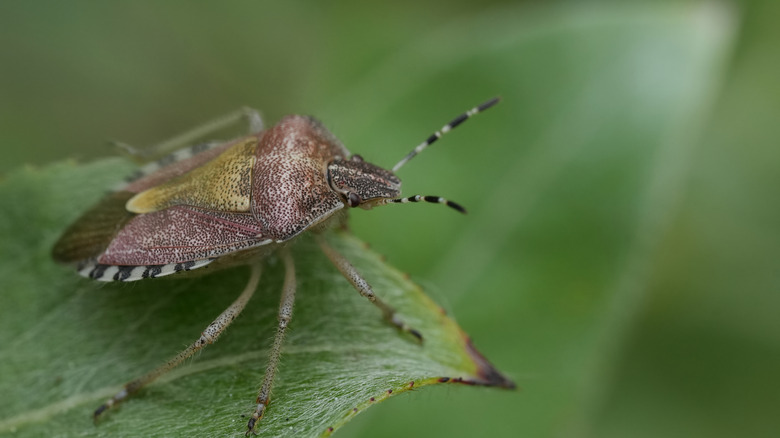 A stink bug on a green leaf close-up