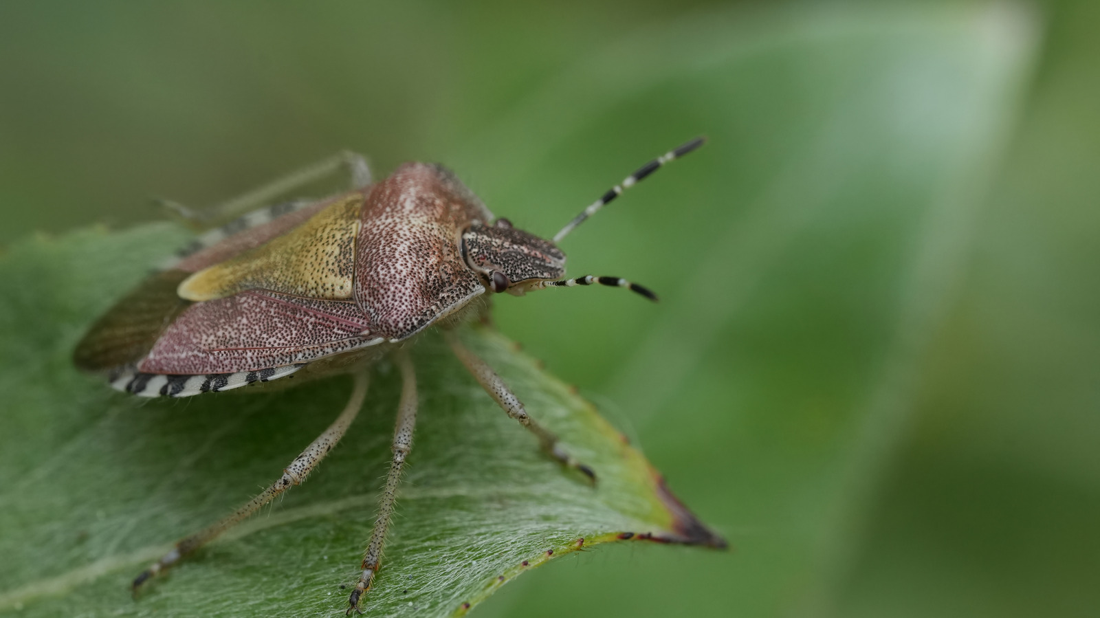 How To Get Rid Of Stink Bugs With An Overlooked DIY Solution That's So  Simple