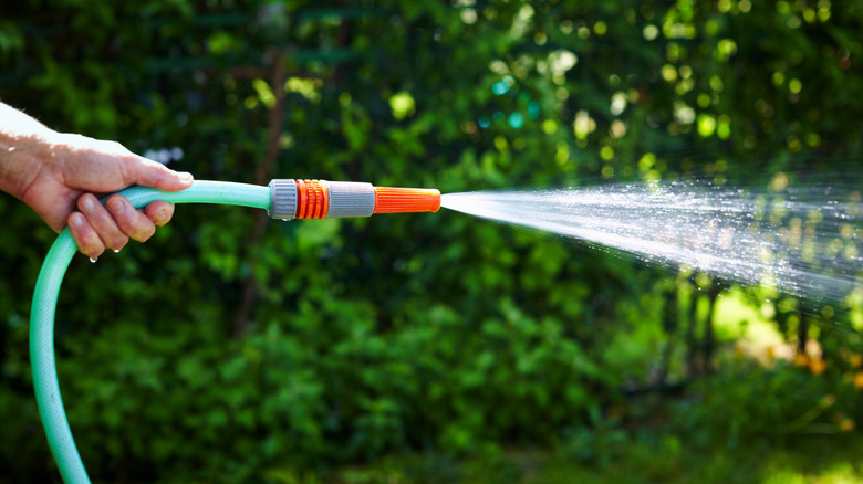 Person's hand holding a garden hose with spray nozzle