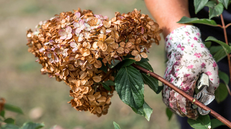Person pruning a dead-looking hydrangea