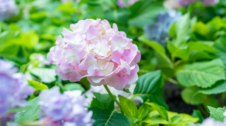 How To Get Your Hydrangeas Ready For Spring So They Bloom Beautifully All Season