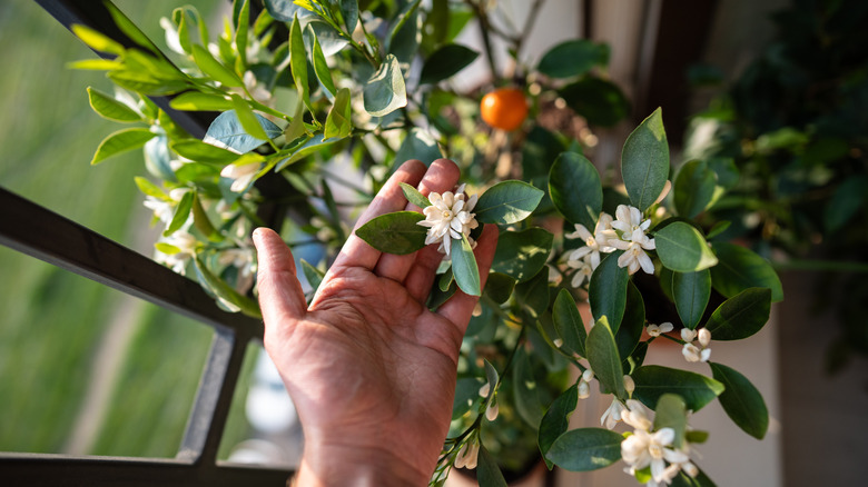 A man's hand holds the white bloom of a calamondin orange tree.